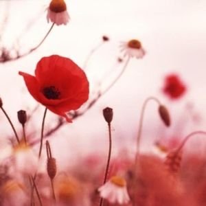 Meet your Posher, Tam